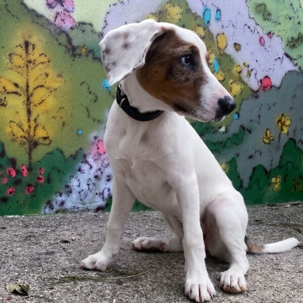 Tula sentada de perfil junto a la flor árbol pintada en el muro